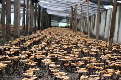 傾多鎮(zhèn)巴康村 農(nóng)副產(chǎn)品種植繪就群眾增收致富新畫(huà)卷