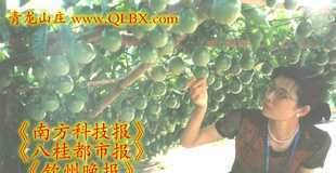 誠(chéng)招百香果種植示范戶與苗木銷售代理商 攜手共創(chuàng)甜蜜事業(yè)