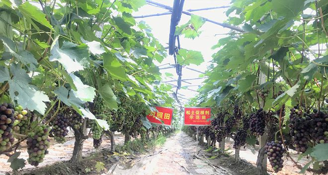 努力提升耕地質(zhì)量，助力科技興農(nóng)新戰(zhàn)略下的農(nóng)副產(chǎn)品種植