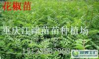 種出豐收與供給穩(wěn)定 九葉青花椒芽苗高價并不神秘規(guī)模化擴(kuò)產(chǎn)重托同您成長