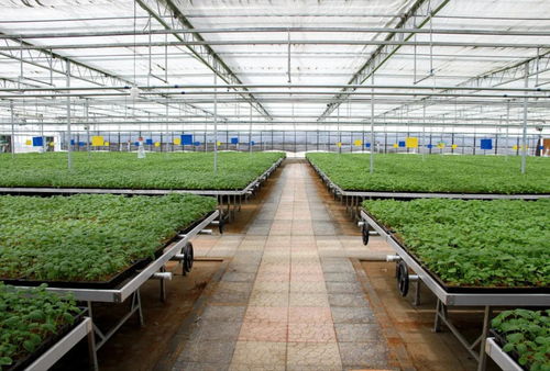 草原水城沽源 夏日清涼與農(nóng)珍的夢幻交織