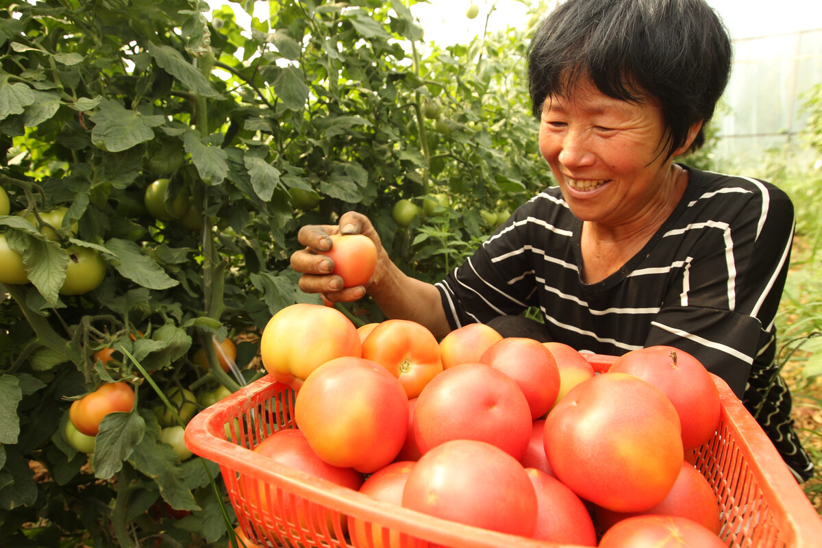 河南許昌 蔬菜產(chǎn)業(yè)助農(nóng)脫貧增收，農(nóng)副產(chǎn)品種植綻放新活力